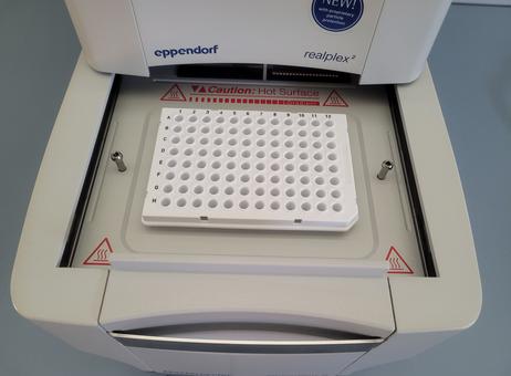 EPPENDORF Mastercycler Ep Gradient s Realplex 2 P231026061