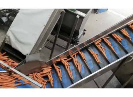 Vegetable sorting line carrots beets parsley onions potatoes P260212475