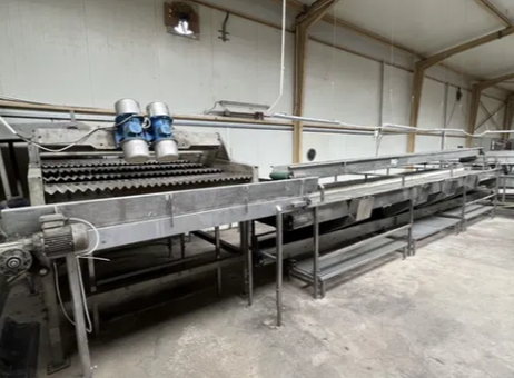 Vegetable sorting line carrots beets parsley onions potatoes P260212475