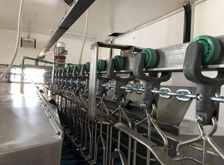 Various Poultry slaughter line, 1.000 bph P260702094