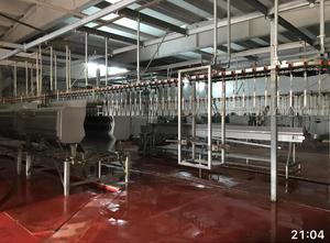 Complete slaughtering line with 4 000 capacity